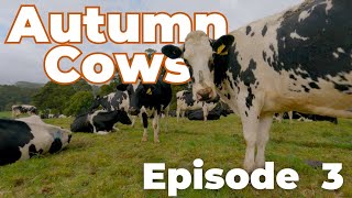 Cowork with Cows  Autumn Cows Episode 3