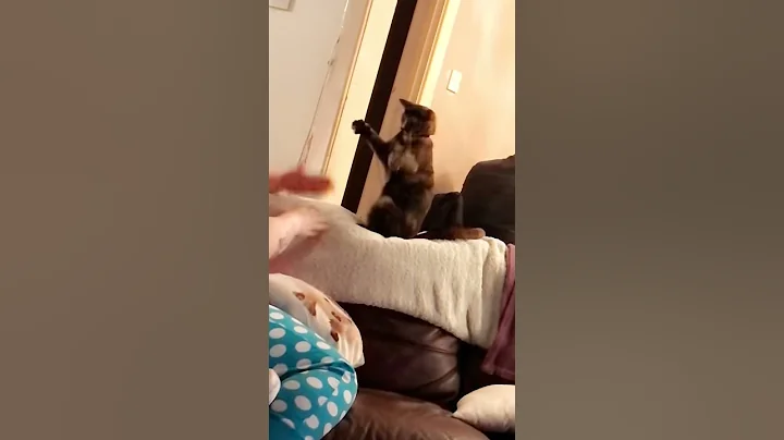 My boxing kitty cat