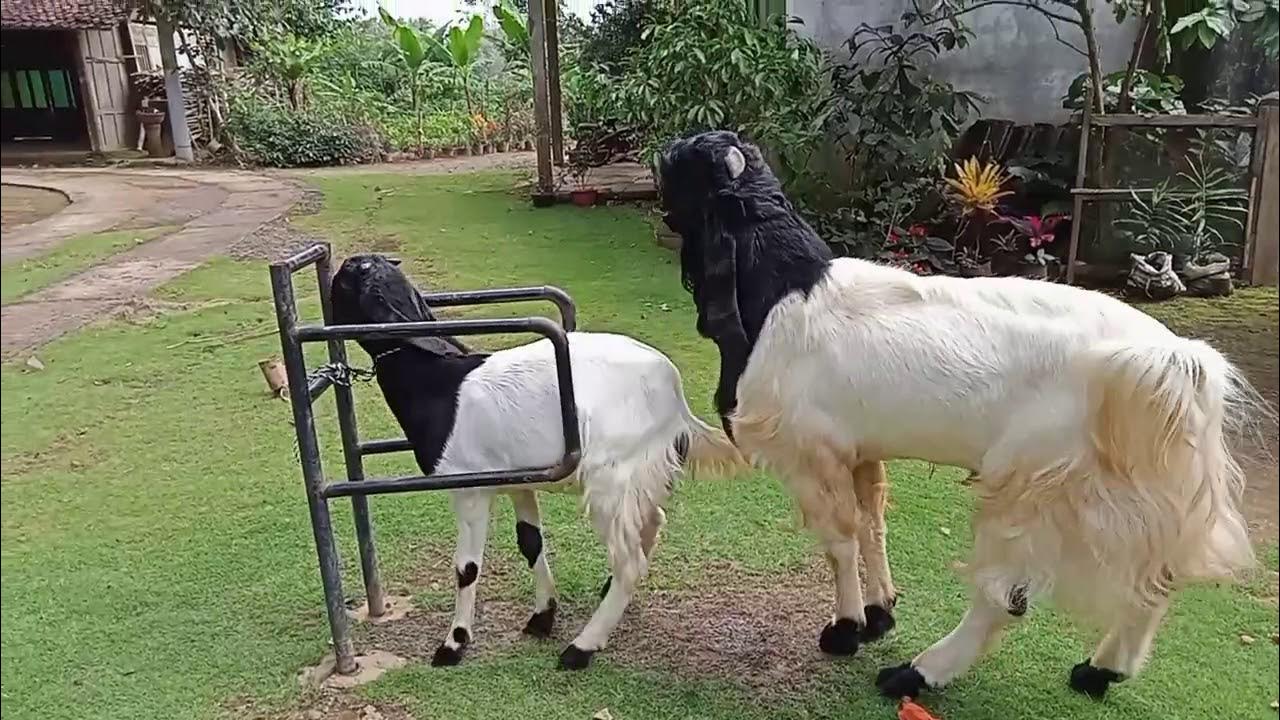 proses breeding/ kawin kambing etawa kaligesing super - YouTube