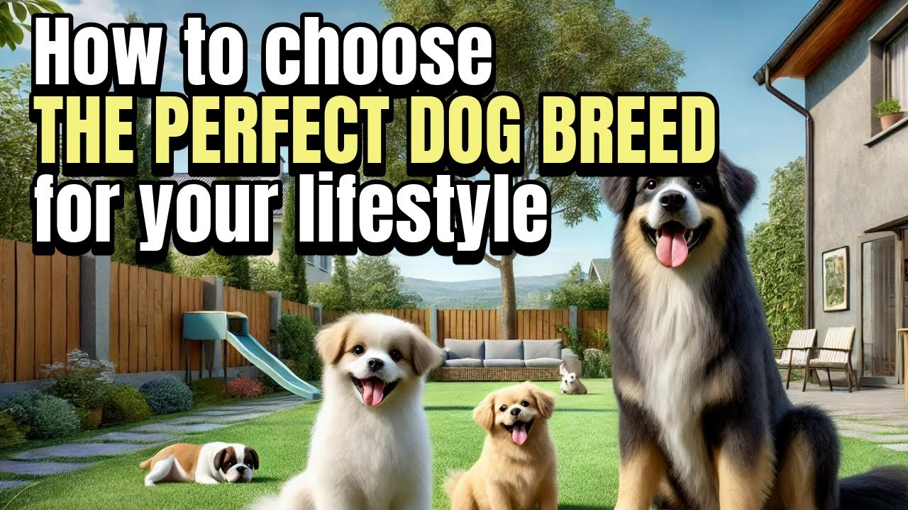 How to CHOOSE the PERFECT DOG BREED for Your LIFESTYLE! - YouTube