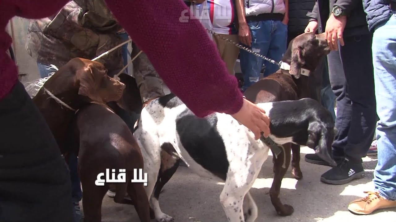 بيعة وشرية في االمباشر لكلب مصيد بمليون مايهربش من الكرتوش ومختص في الحجل والأرنب والسمان !!