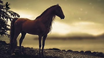 الشيخ نعمة الحسان - سورة لقمان - من الآية 14 إلى الآية 15