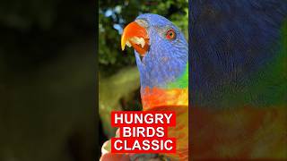 Rainbow Lorikeet Moments 🌈🦜| Close Ups, Happy Chirps & Pure Colour 🥰 | Hungry Birds Classic