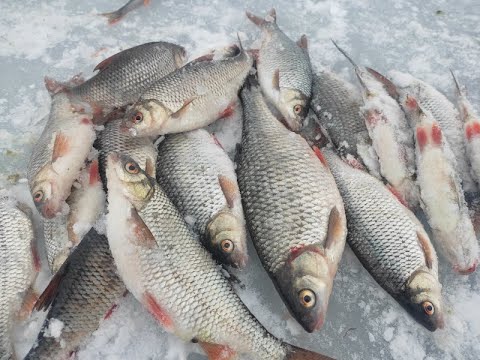 Крупная плотва на крашеное сало со льда! Тёплое озеро, Наха, Эстония. На Рыбалку, для души!!!