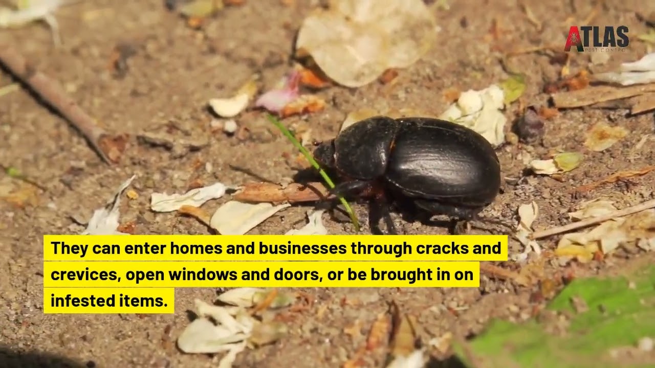 Beetle Exterminator - Oklahoma Pest Control