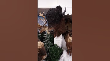 Talking buffalo at shell factory