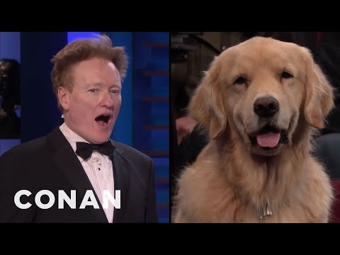 Video: Pet Scoop: Puppy Conan debuteert op tv, Purple Squirrel gespot in Pennsylvania