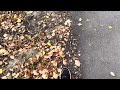 Звук осени листья под ногами шуршат