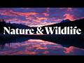 Beautiful Nature & Wildlife Relaxation Film 4K/Relaxing Nature Scenery & Wildlife#wildlife #jungle