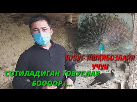 Video: Tovusli Patlarni Qanday Ishlatish Mumkin?