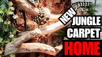 New Jungle Carpet Enclosure/Reptile Room updates