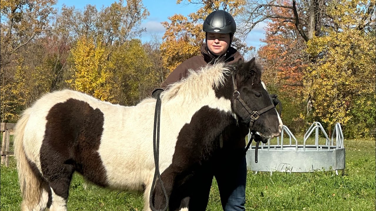 Horse Training Day 1 Gypsy Vanner Filly YouTube