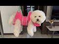 Kkiimatt Dog Grooming Hammock