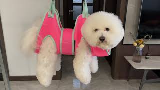 Kkiimatt Dog Grooming Hammock