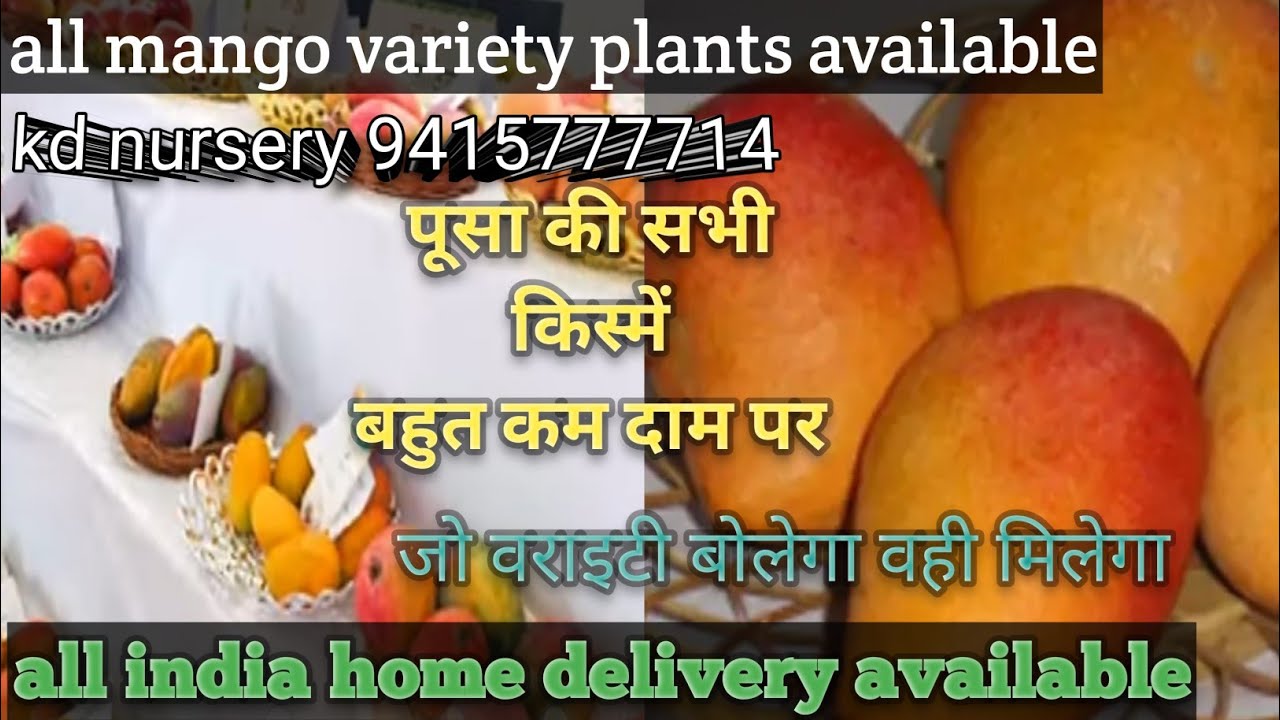 पूसा का रंगीन आम || pusa coloured mango || इतने सुंदर आम खाएं की सजाएं