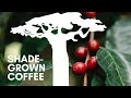 Shade produces the world's best coffee