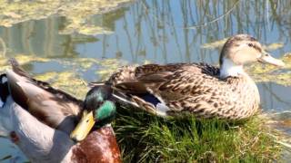 Poème "Amitié Liberté" "Friendship Freedom" - Musique : KITARO "Angel Queen" screenshot 2