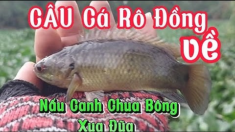 Câu Cá Rô Đồng _Về Nấu Canh Chua/ Bông Xua Đũa. @tvchimcacanhfishing