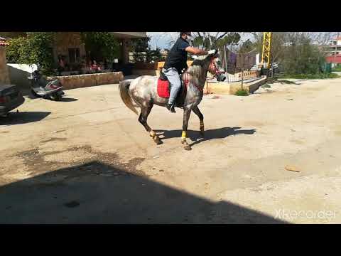خيل عربي أصيل ما شاء الله لبنان البقاع عاصي الحلاني