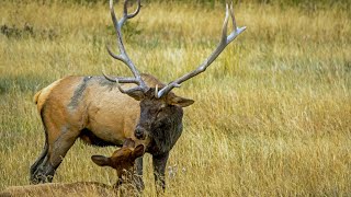 The End of the Elk Rut