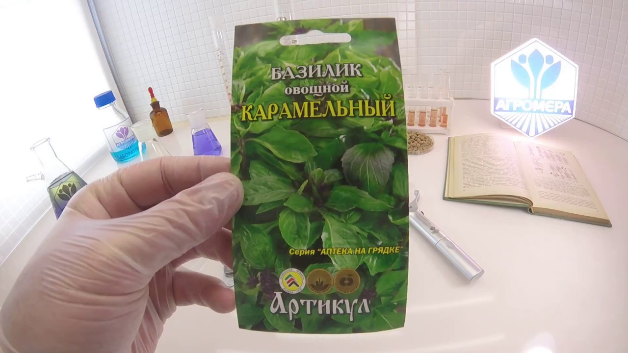 Базилик Карамельный. Артикул - YouTube