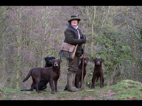 Video: Labradoras Retrīvers Aizkavē Lieveņa Pirātu Jūtā