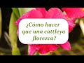 ¿Cómo hacer que una cattleya florezca? | Alma del Bosque