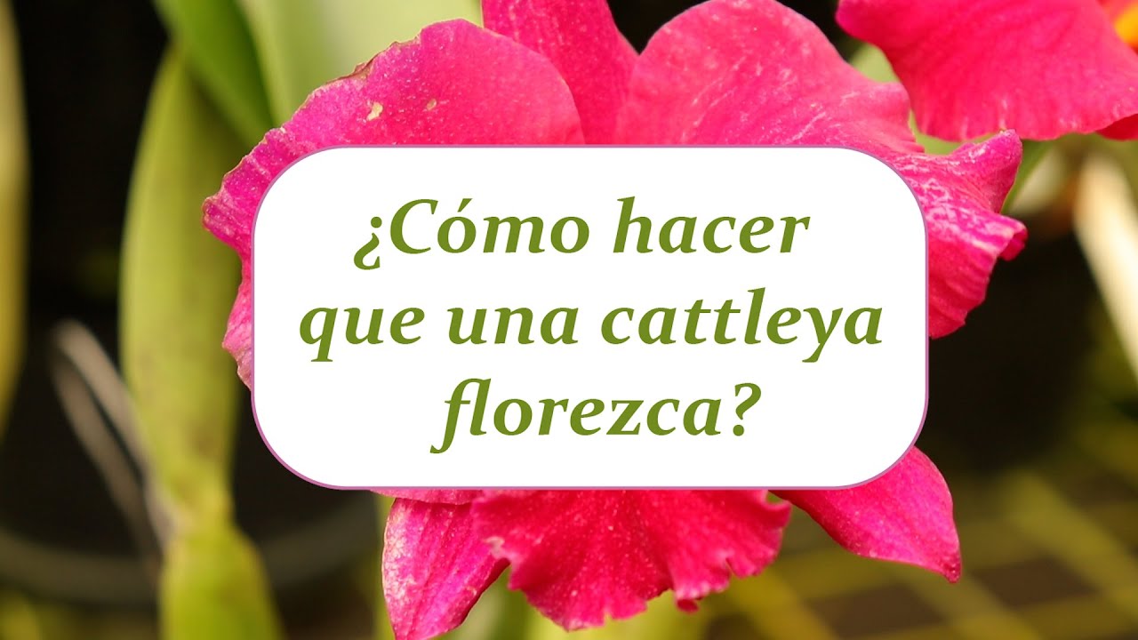 ¿Cómo hacer que una cattleya florezca? | Alma del Bosque