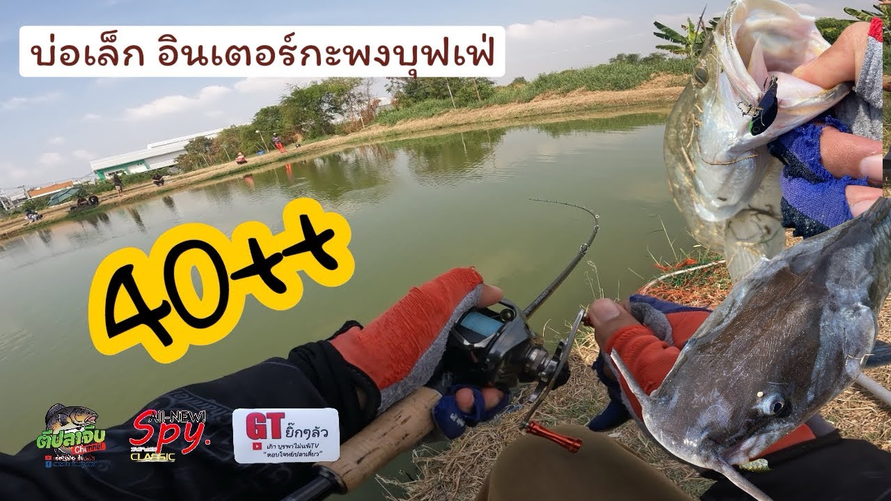 บ่อเล็กอินเตอร์ กะพงบุฟเฟ่ คน 40+ #ตีปลาจิบ #spyvib #shimano #gtยิ๊กๆรัว