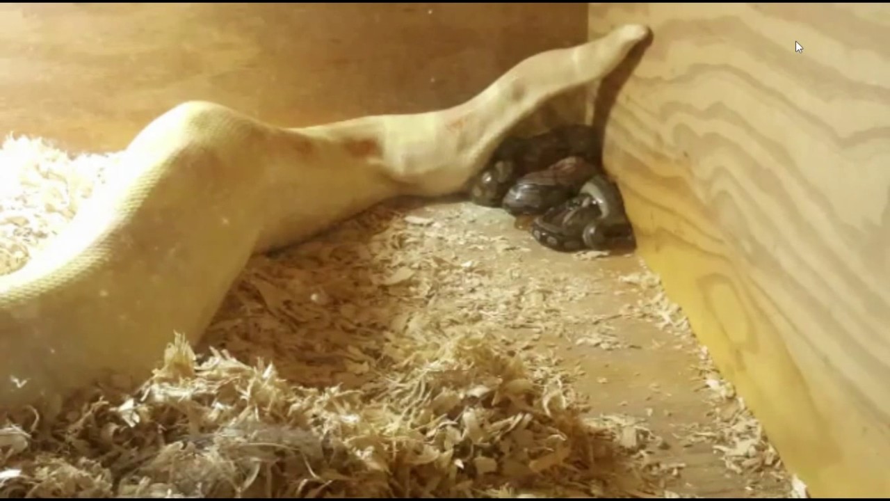 camera iphone 8 plus apk Snakes Being Born!