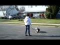 ABC's of Dog Training LLC, Training Dogs all over Queens, Manhattan, Bronx, Brooklyn, Long Island, ABC's of Dog Training LLC, Training Dogs all over Queens, Manhattan, Bronx, Brooklyn, Long Island,