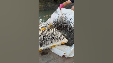 Mối đe dọa cực kì nguy hiểm dưới đống rác #hanoixanh #donrac #cleanup #cleaning #trending #windnet