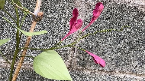 ABC TV | How To Make A Bean Branch Paper - Craft Tutorial