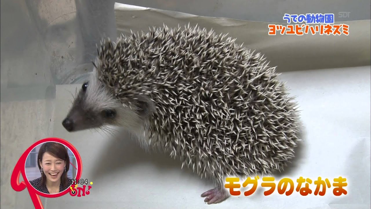 ハリネズミが見られる動物園のまとめ