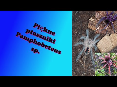 Pampuch nie tylko kluchy. Pamphobeteus sp. dla początkujących?? [#020]