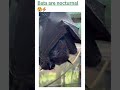 Bats are nocturnal | Easy Science Lessons