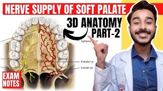 Nerve supply of palate | Soft palate anatomy | anatomy of soft palate muscles innervation screenshot 1