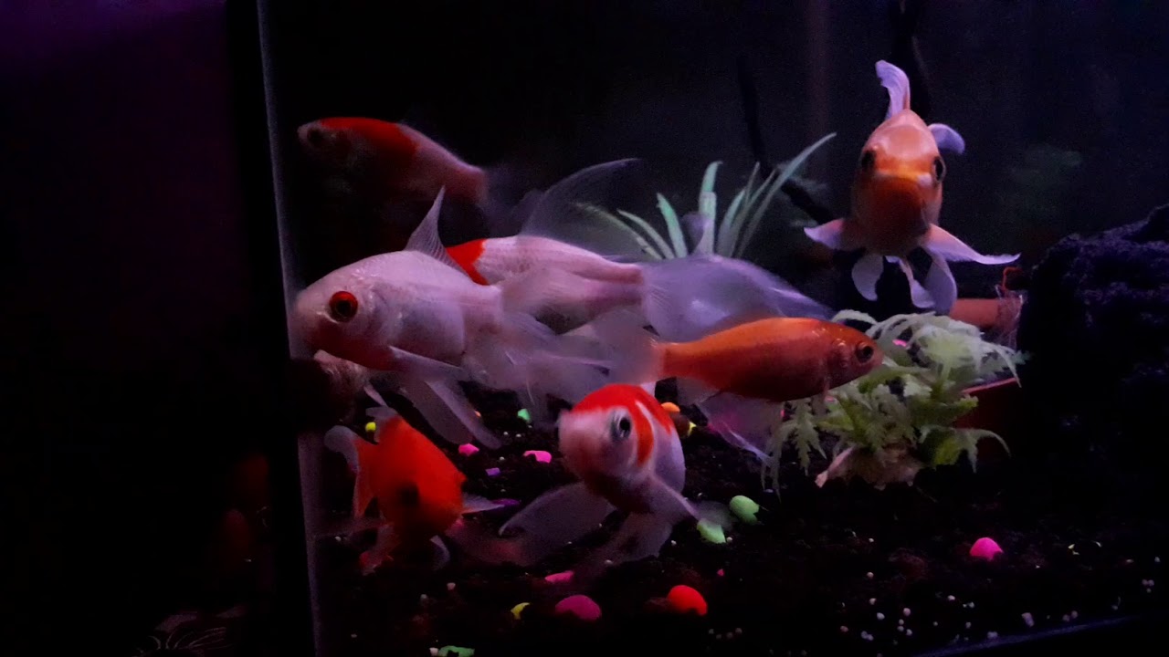 Ikan hias rumahan - YouTube