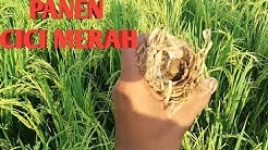 PANEN BURUNG CICI PADI/ CITRUK DI SAWAH  - Durasi: 6:32. 