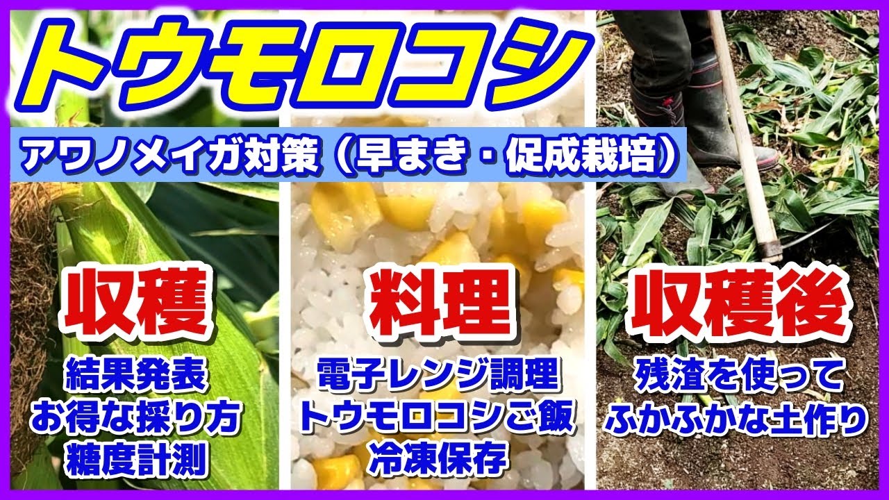 【トウモロコシ】収穫～調理・保存方法～残渣で土作りまで／無農薬で害虫アワノメイガ対策結果／早まき・促成栽培／糖度の落ちにくい収穫法／電子レンジ調理・とうもろこしご飯の作り方・冷凍保存／ミラクルゴールド