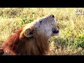 Big Lion (Makulu Mapogo) Territorial Stroll | Archive Footage