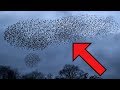 CRAZIEST Animal Phenomena Explained