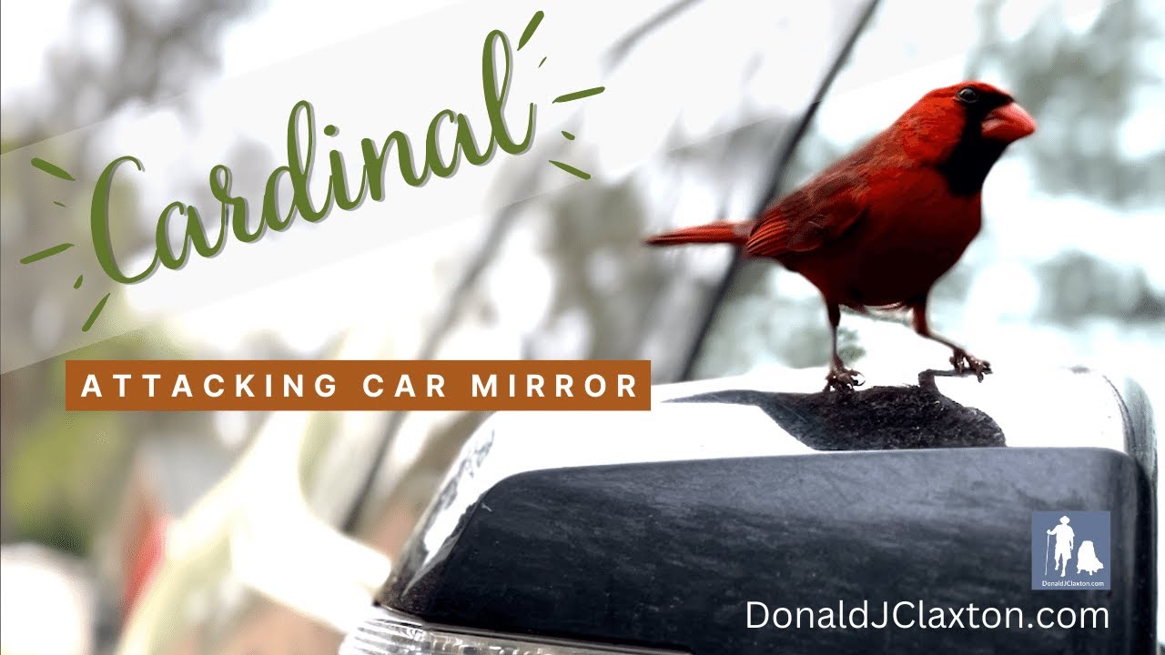 Cardinal Attacking Car Mirror