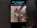 Sub-cutaneous (SC) Injection of ARV Vaccine #vet #veterinary #treatment #puppy