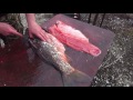 Нож Рысь-2 Русский булат. Тестирование на рыбе