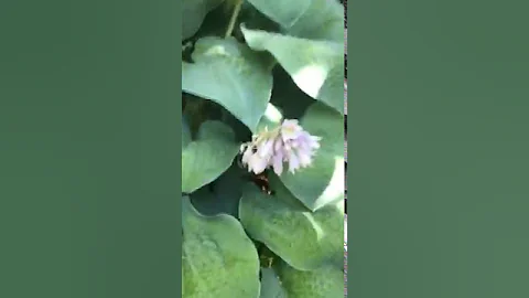 Whether hostas look better with or without flowers