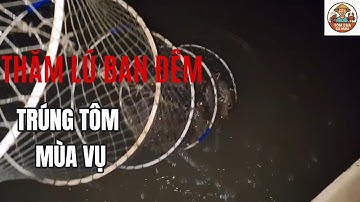 Thăm Lú Bắt Tôm Ban Đêm Ở Cà Mau – Trúng Mùa Tôm Đầy Lú! 🌙🦐