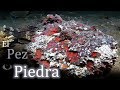 El Pez Piedra: El pez más venenoso del mundo