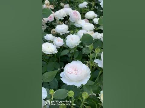 Роза Герцогиня Кристиана (Herzogin Christiana) - YouTube