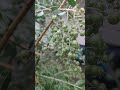 🫧🫧🫧🌲🌳🌿🌿🌱